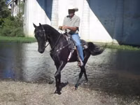 Бие, Tennessee Walking Horse — 4-сурет
