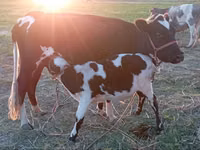 بقرة, Russian Black pied cattle — الصورة 5