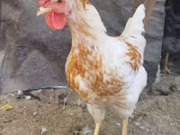 Chickens — الصورة 1