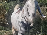 Billy Goat, Nubian Goat — photo 2