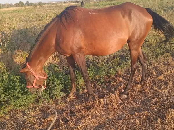 فرس, Akhal-Teke — قيرغيزستان