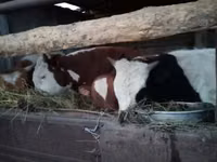 Toro, Simmental cattle — foto 4