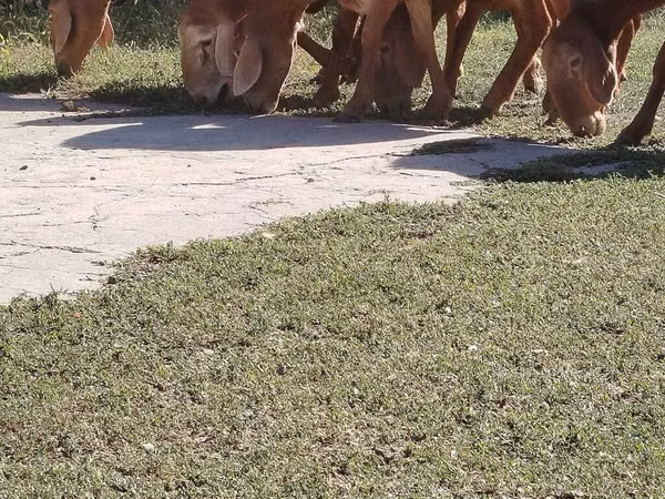 نعجة, Arashan sheep — قيرغيزستان