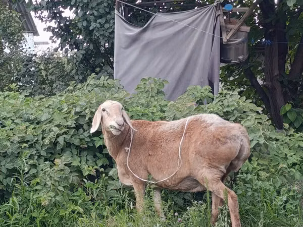 Schaf, Arashan sheep — Kirgisistan