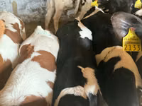 Rinder (Partie, Geschlecht nicht angegeben), Simmental cattle — Foto 1