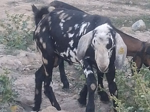 تيس, Nubian Goat