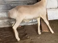 كبش, Rhon sheep — الصورة 2