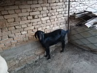 Эчки, Козулар — сүрөт 3