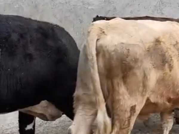 Cow, Cattle
