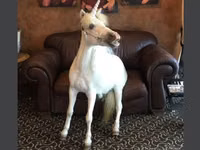 Yegua, Miniature horse — foto 1