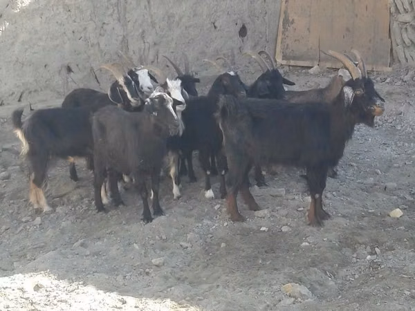 عنزة, الماعز