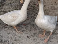 Geese — photo 2