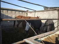 Yegua, Caballos — foto 2