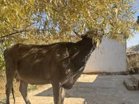 Kuh, Swiss cattle — Foto 1