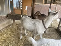Ziege, Saanen goat — Foto 7