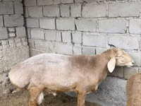 Carnero, Arashan sheep — foto 2