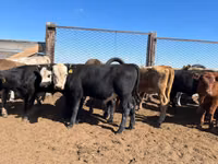 Сиыр, Simmental cattle — 4-сурет