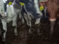 Vaca, Ganado vacuno — foto 4