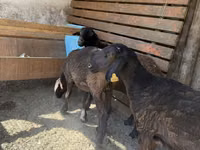 Schaf, Schafe — Foto 4