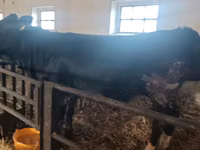 Kuh, Aberdeen-Angus — Foto 5