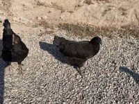 Chickens — الصورة 1