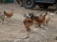 Chickens — Foto 1