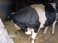 Bulle, Russian Black pied cattle — Foto 1