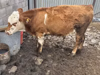 Bulle, Simmental cattle — Foto 3
