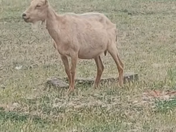 تيس, Saanen goat