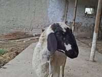 Widder, Blackheaded Persian sheep — Foto 3