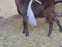 Ziegenbock, LaMancha goats — Foto 2