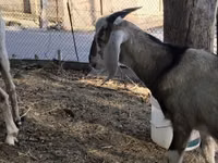 Ziege, Nubian Goat — Foto 5