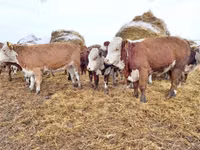 Bulle, Russian Black pied cattle — Foto 8