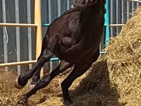 Ат, Аттын тукумдары — сүрөт 2