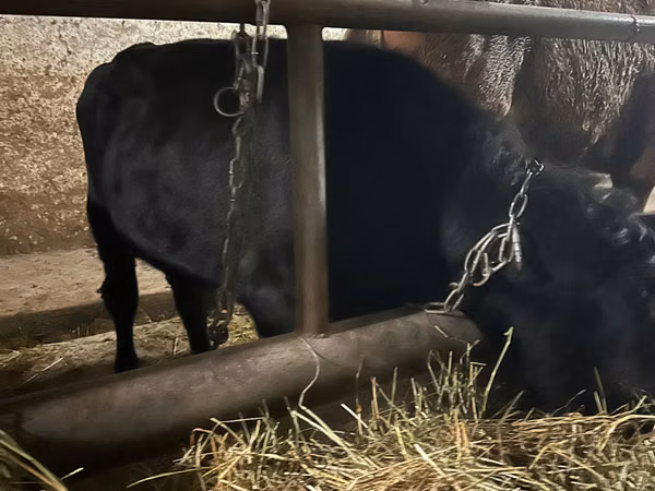 Bulle, Aberdeen-Angus