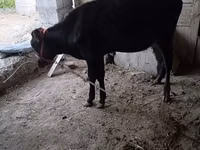 母牛, Cattle — 照片 3