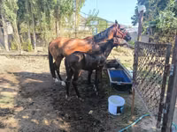 Бие, Kyrgyz Horse — 4-сурет