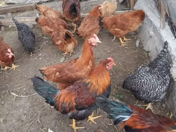 براهما