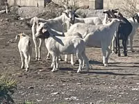 عنزة, الماعز — الصورة 1