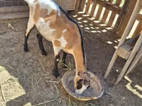 Ziege, LaMancha goats — Foto 3