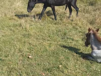 Hengst, New Altai Horse — Foto 3