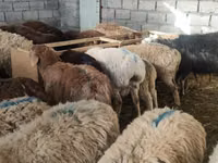 Schaf, Tian-Shan semifinewool sheep — Foto 3