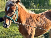Stute, Horse breed — Foto 1