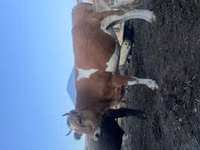 Bulle, Latvian Blue cattle — Foto 3