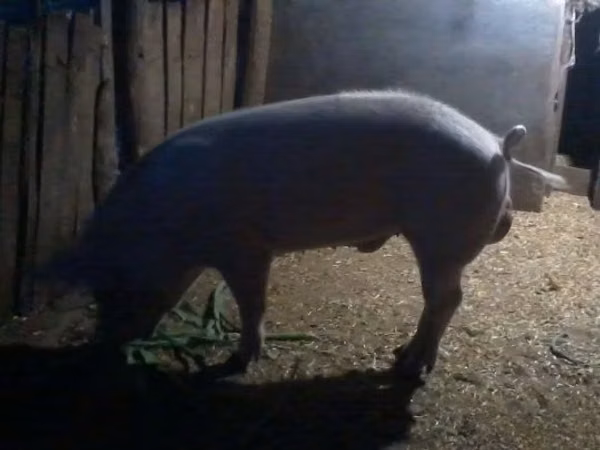 Boar, Pigs