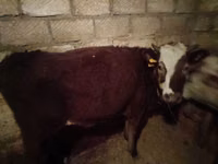 Cow, Cattle — photo 2