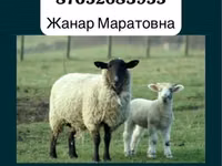 Widder, Gorkov sheep — Foto 2