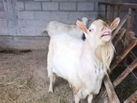 Schaf, Rhon sheep — Foto 7
