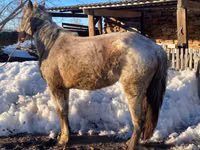 Toychoq, Kazakh horse — 2-rasm