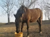Caballo, Hucul pony — foto 2